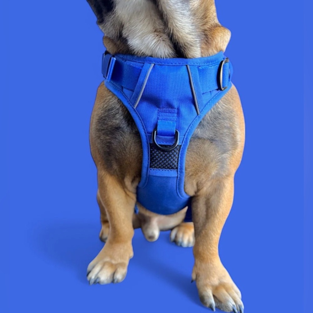 🦋B2G1🦋BEAST & BUCKLE Blue No Pull Harness & Leash Set | SMALL | - Picture 4 of 12